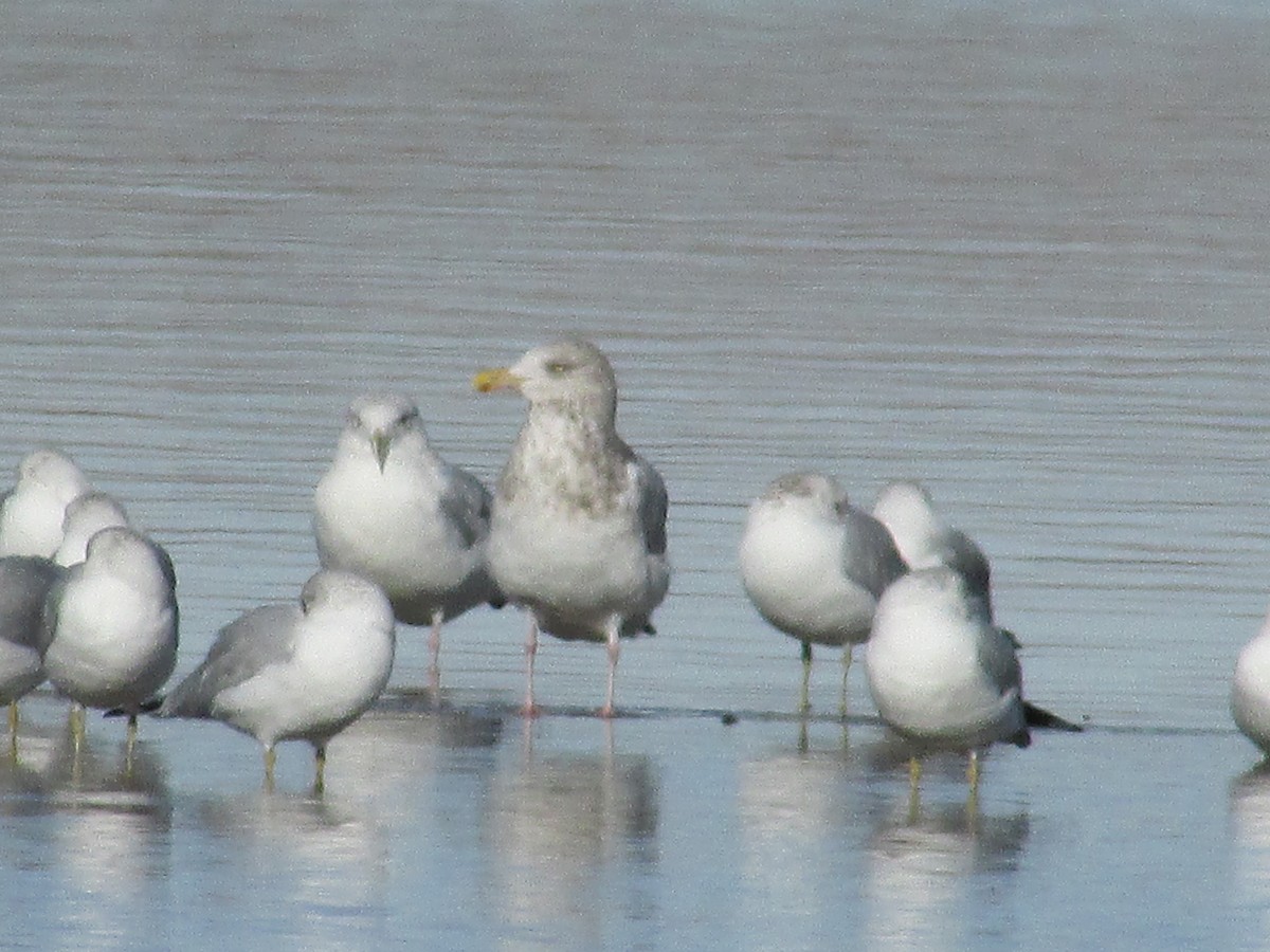 American Herring Gull - ML647380656