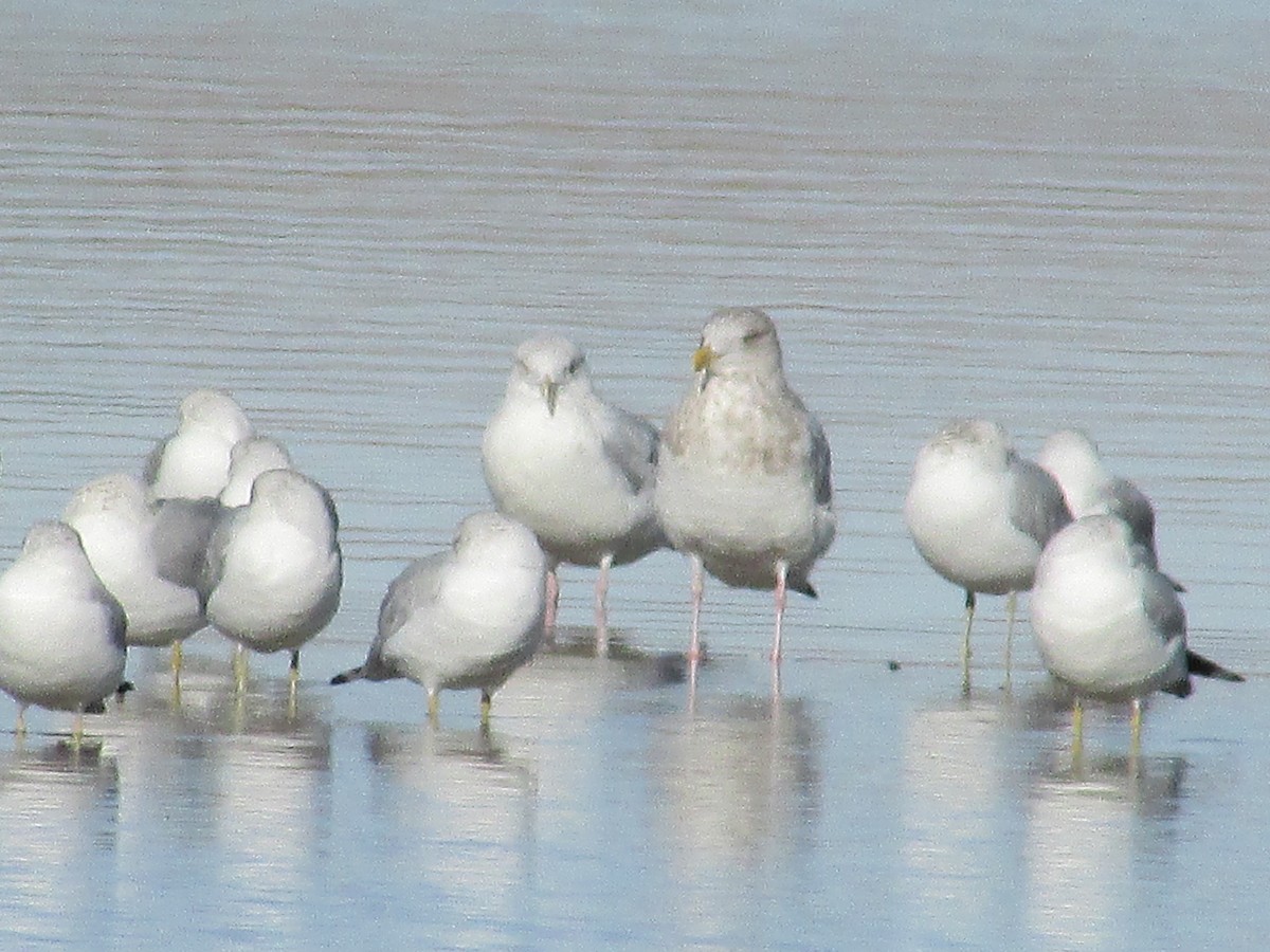American Herring Gull - ML647380658