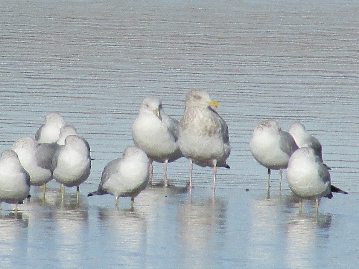 American Herring Gull - ML647380660