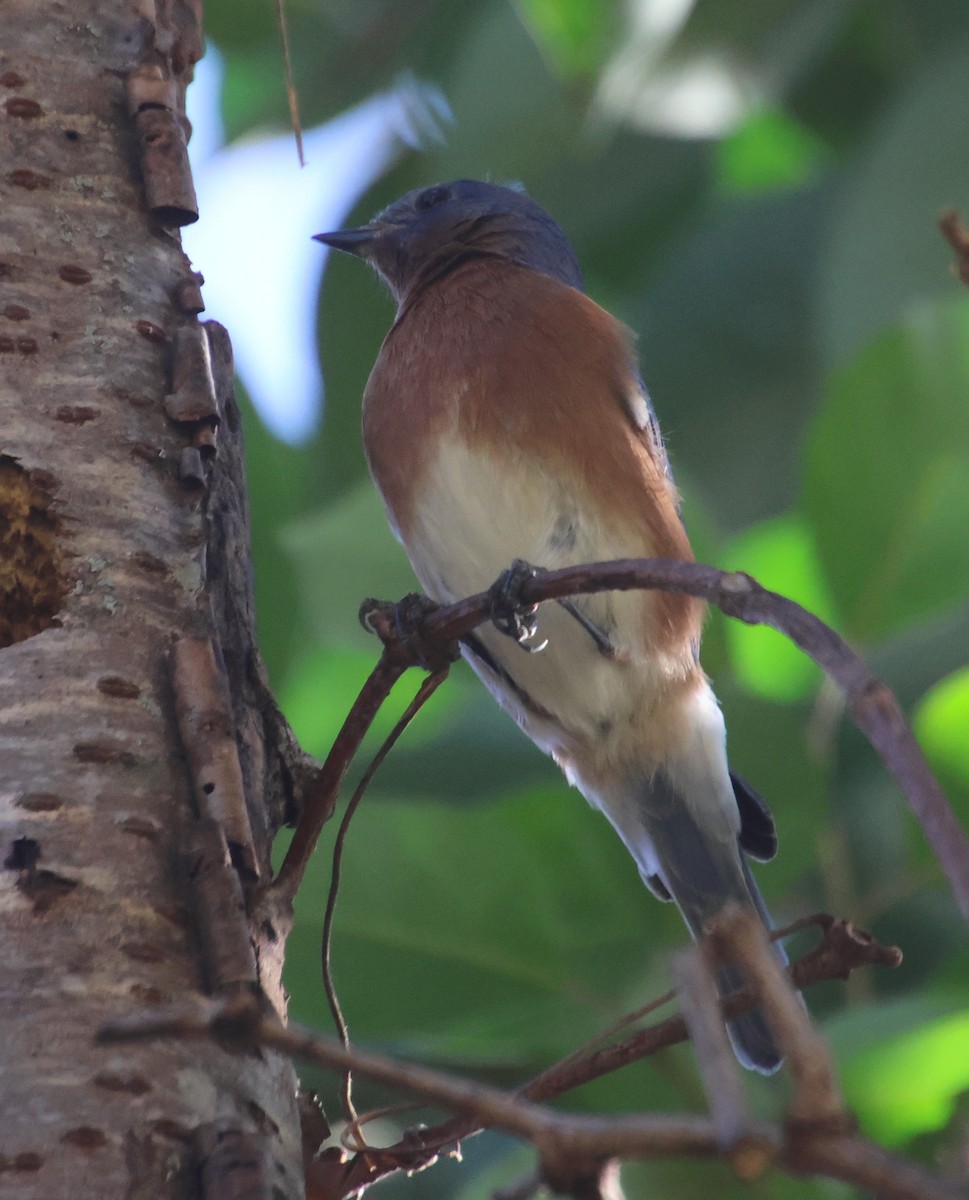 Блакитник східний - ML647380674