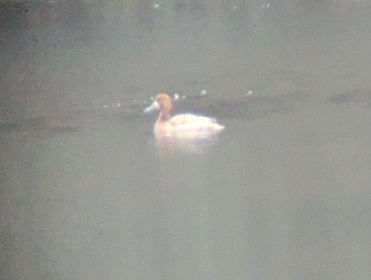 duck sp. - ML647380695