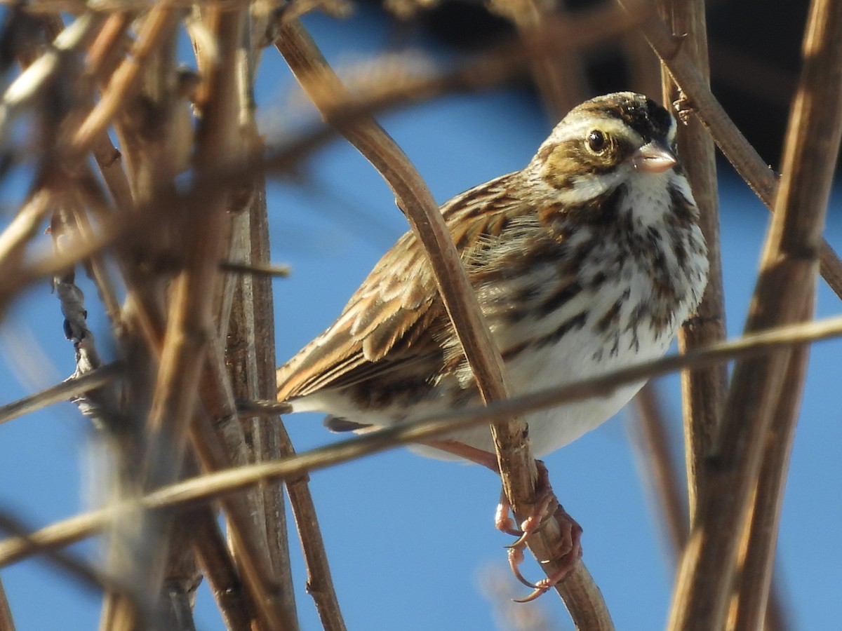 Chingolo Sabanero - ML647380707