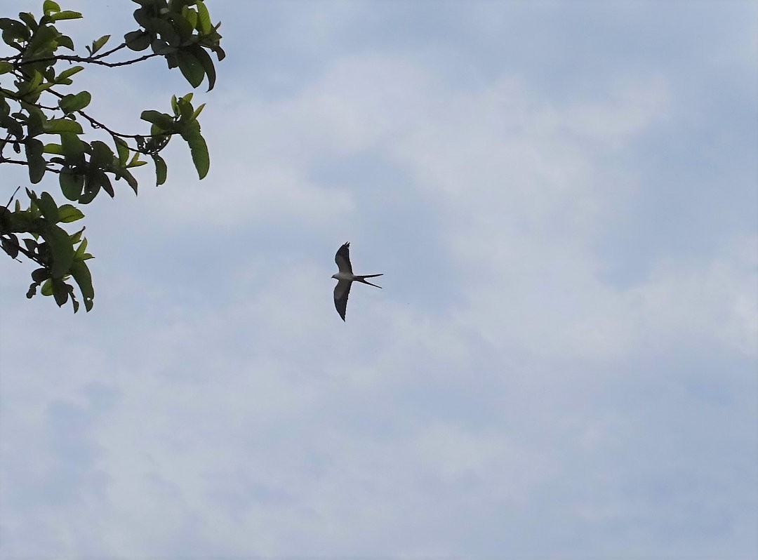 svaleglente - ML647380709