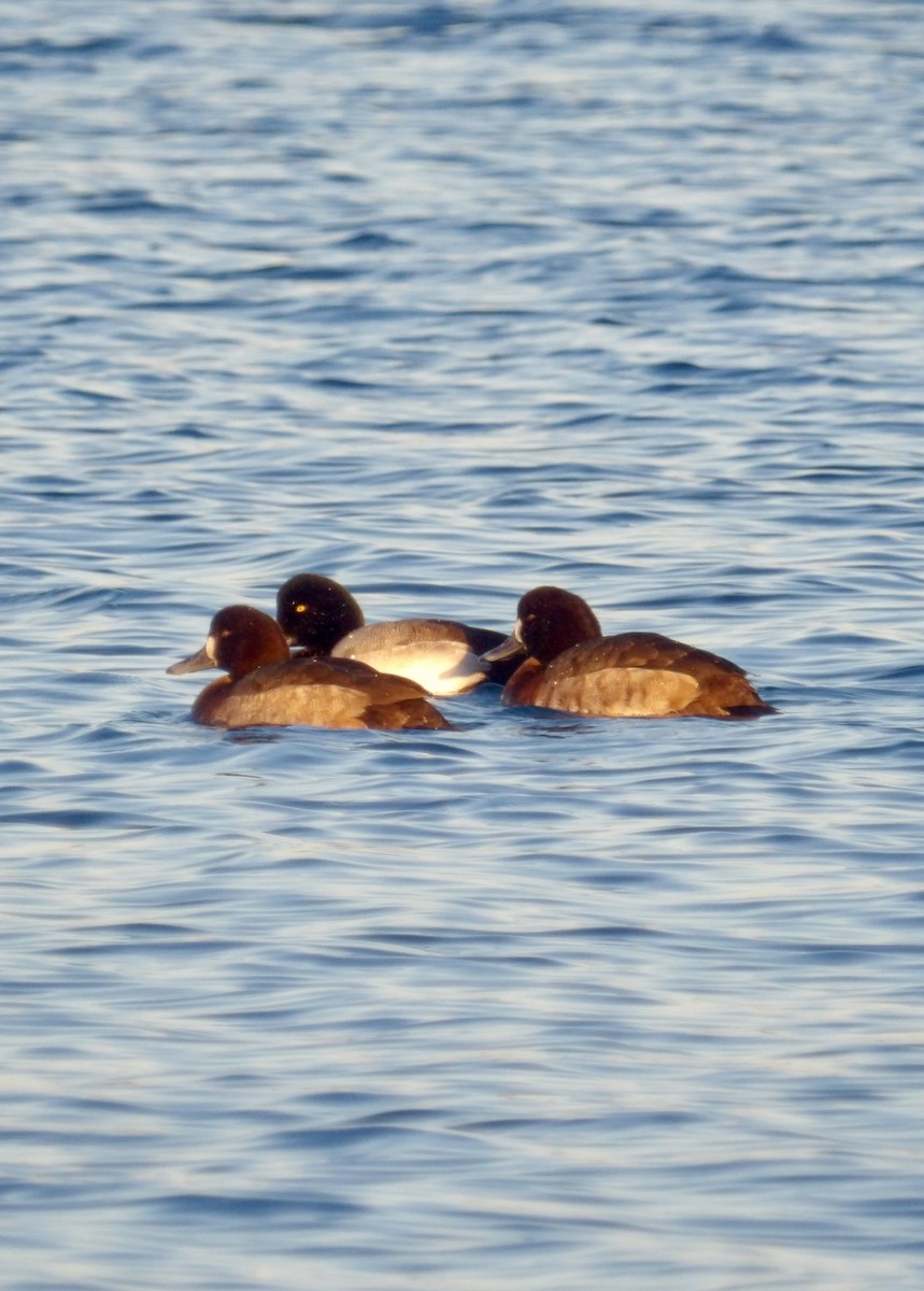 bergand - ML647380710