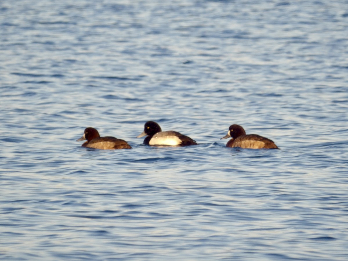 bergand - ML647380712