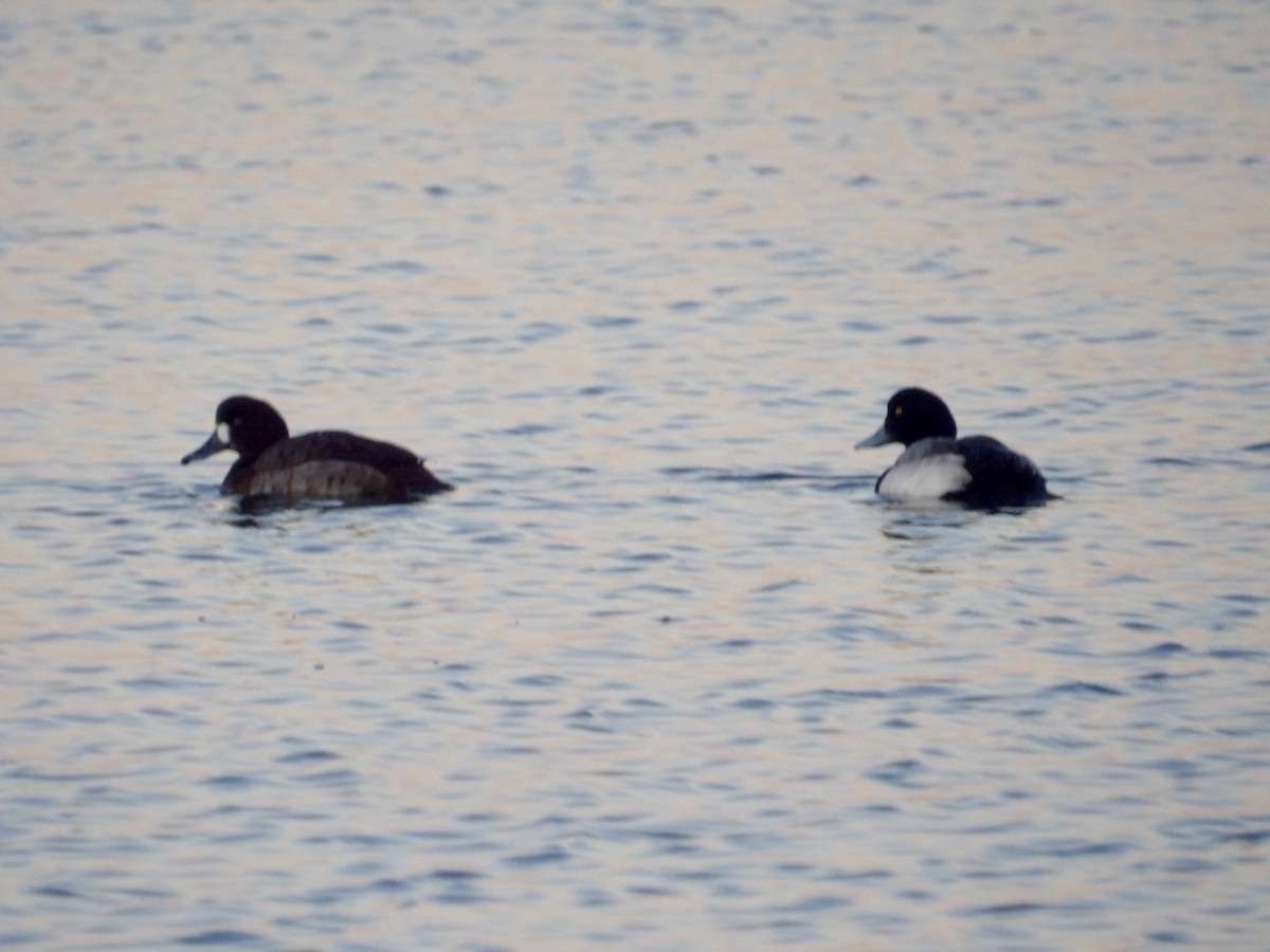 bergand - ML647380714