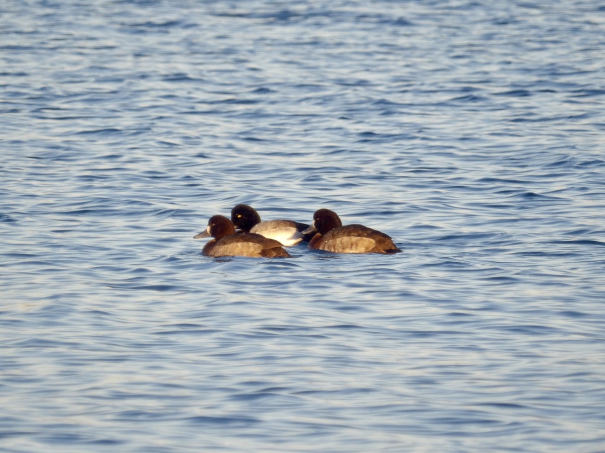 bergand - ML647380715