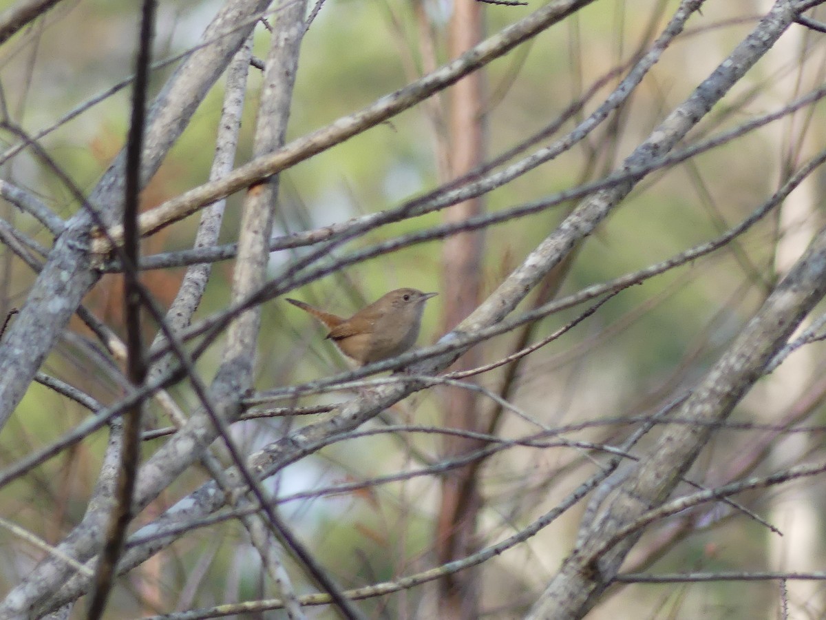 Northern House Wren - ML647380724