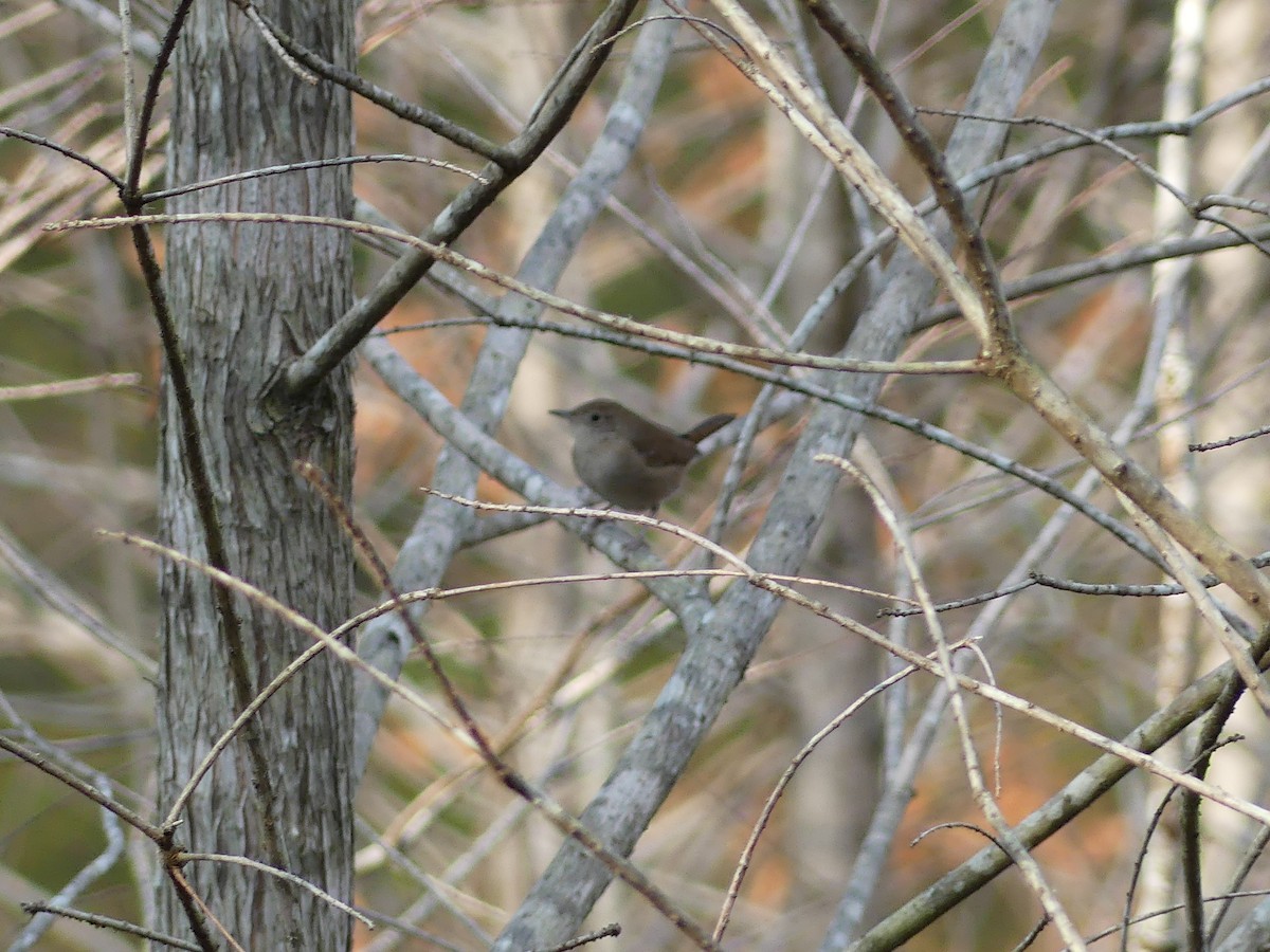 Northern House Wren - ML647380726