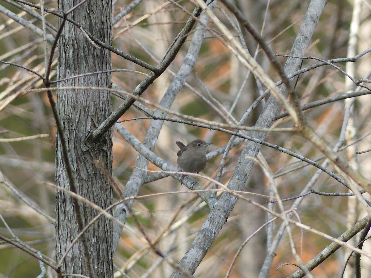 Northern House Wren - ML647380727