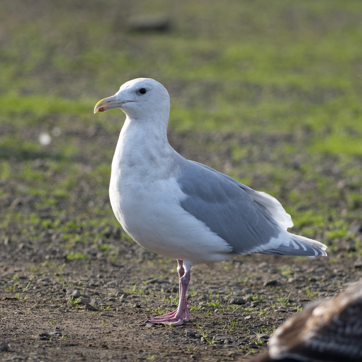 Glaucous-winged Gull - ML647380730