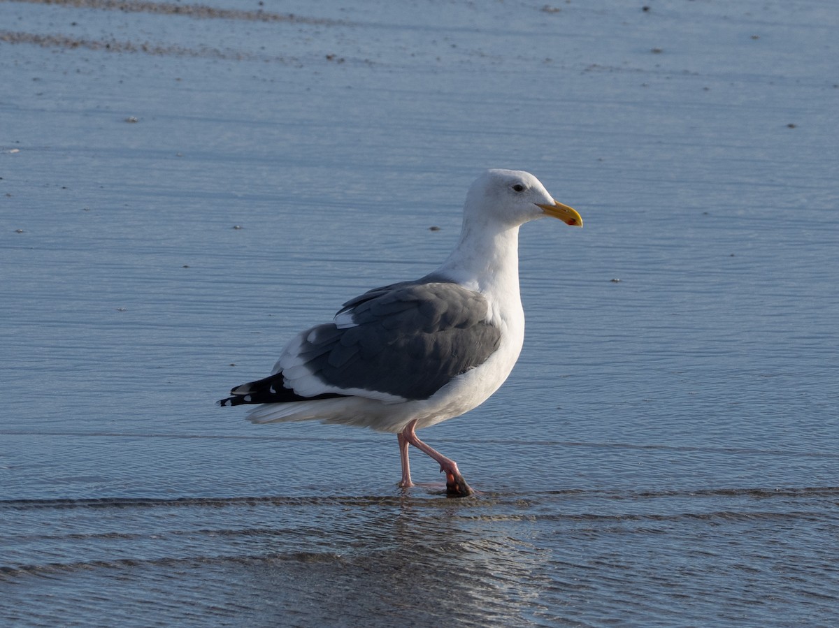 Western x Glaucous-winged Gull (hybrid) - ML647380743