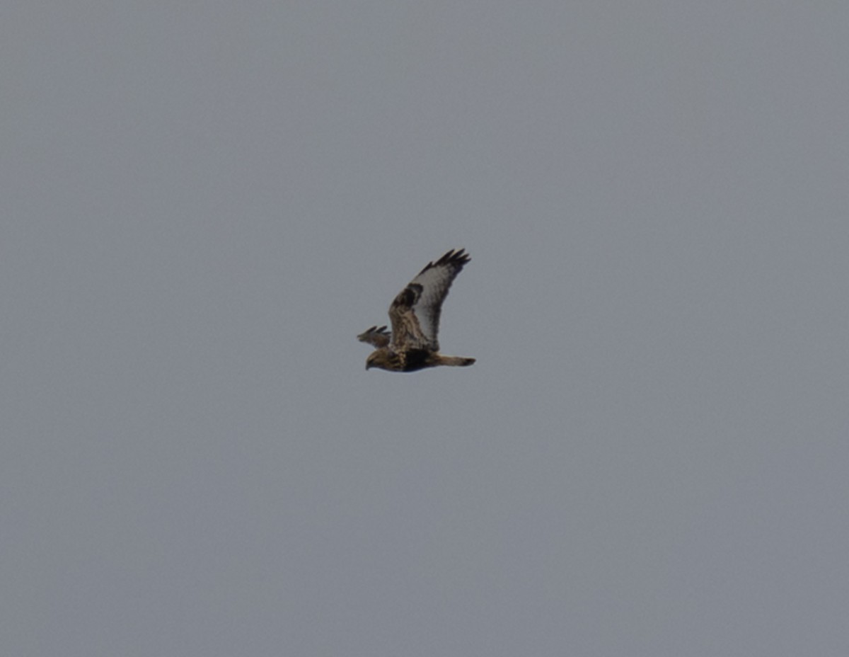 Rough-legged Hawk - ML647380757