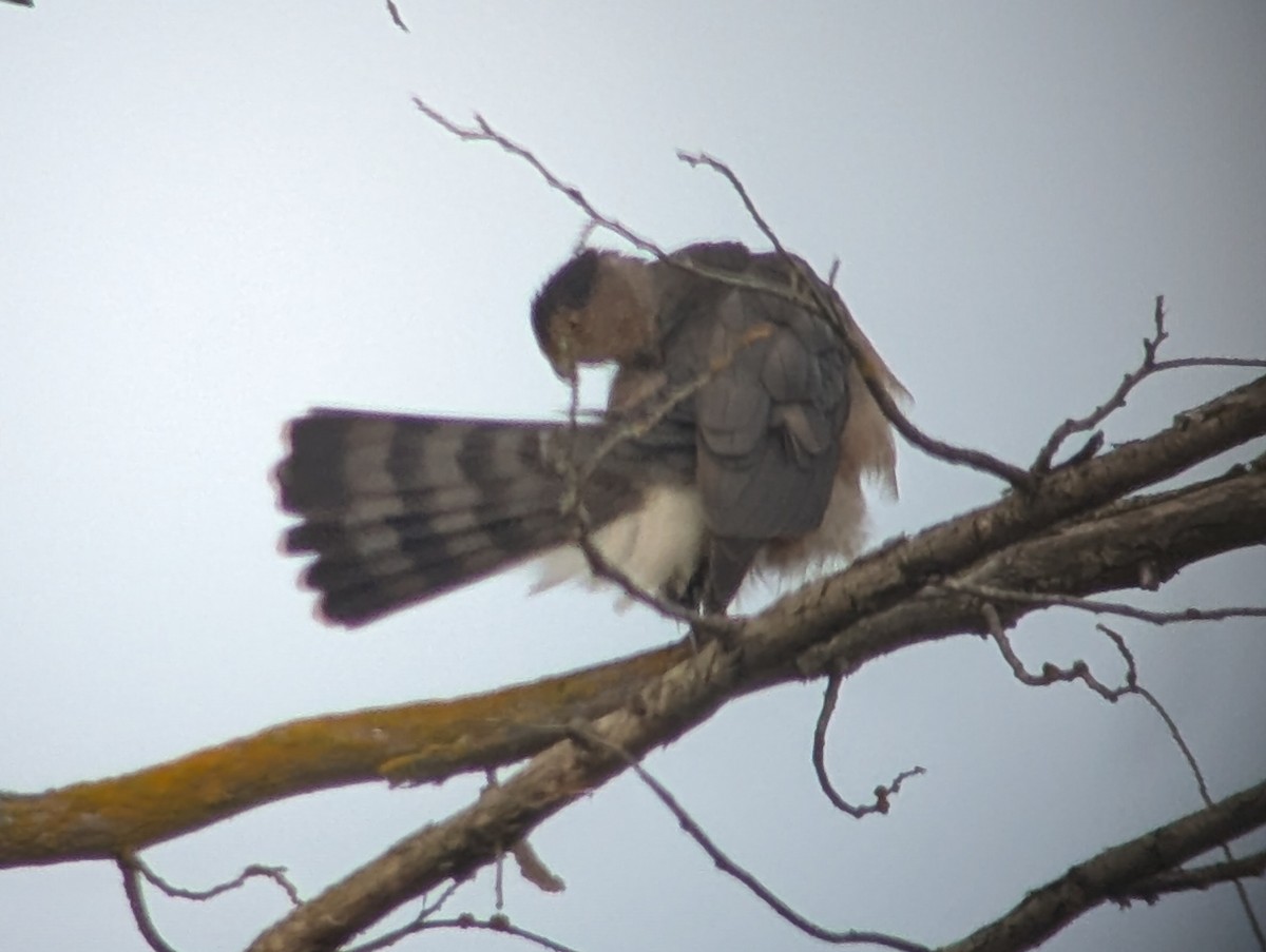Cooper's Hawk - ML647380765