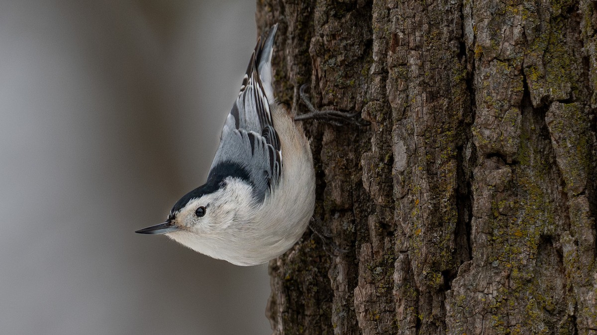 White-breasted Nuthatch - ML647380766