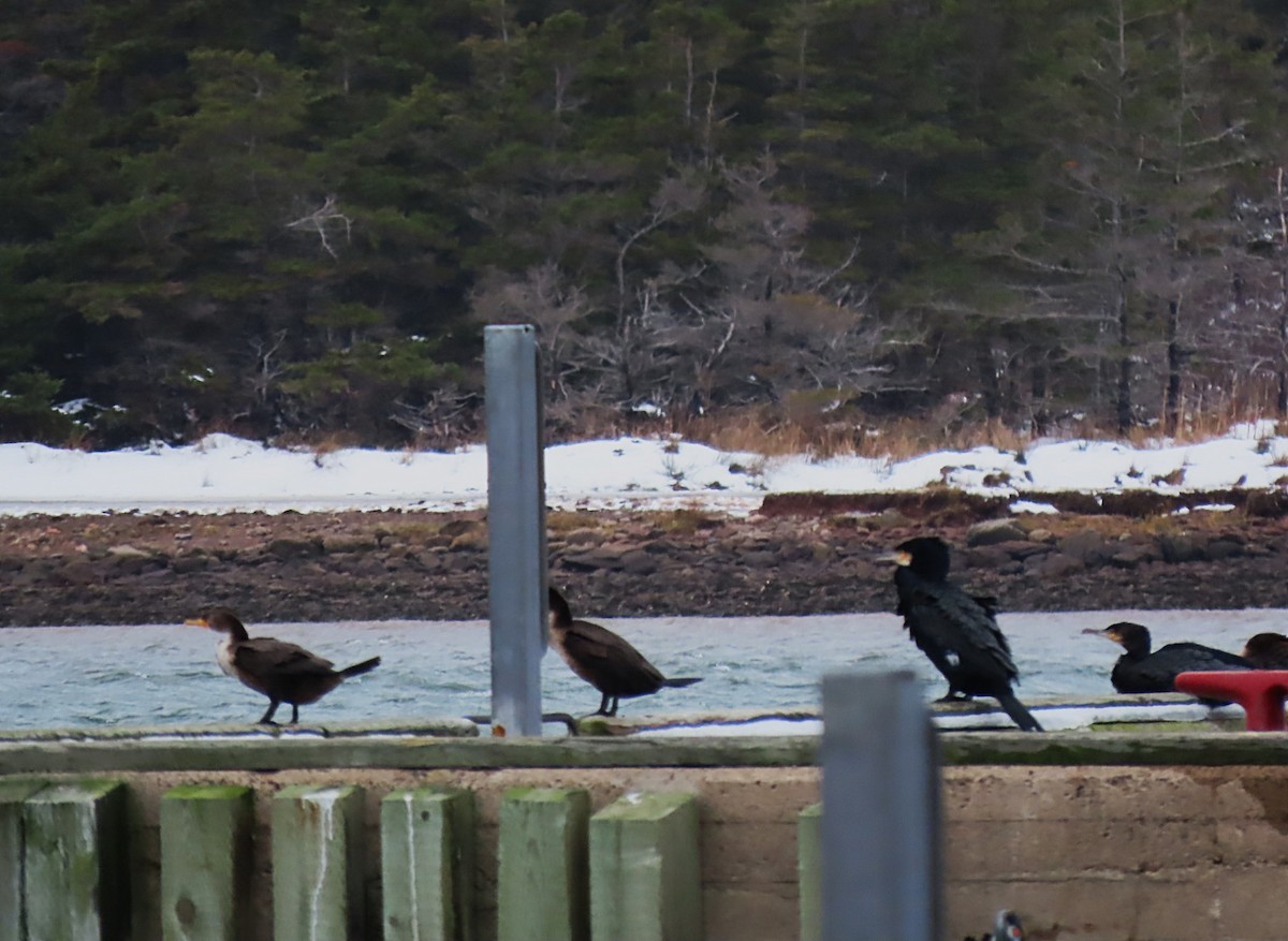 Great Cormorant - ML647380811