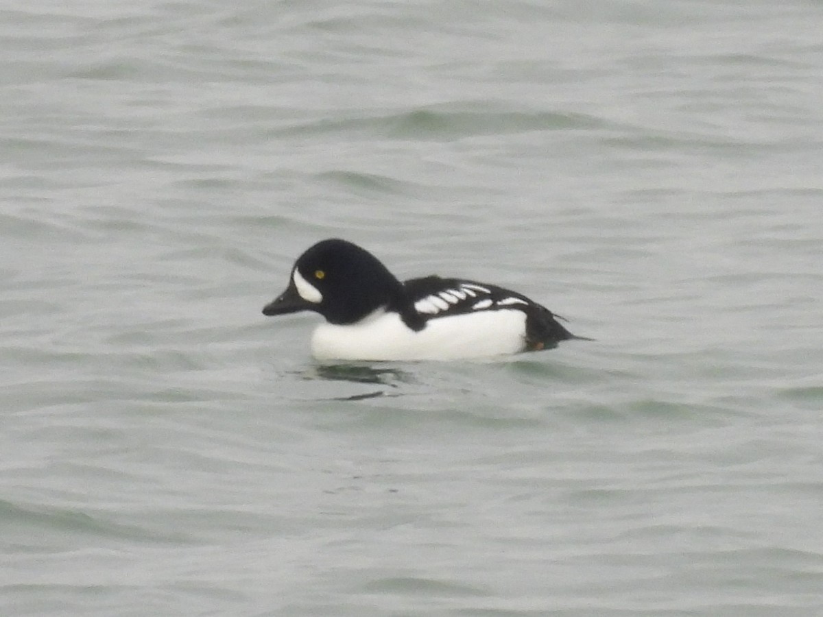 Barrow's Goldeneye - ML647380813