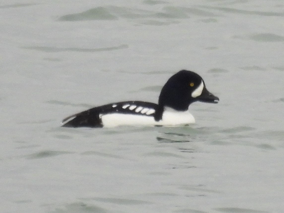 Barrow's Goldeneye - ML647380814