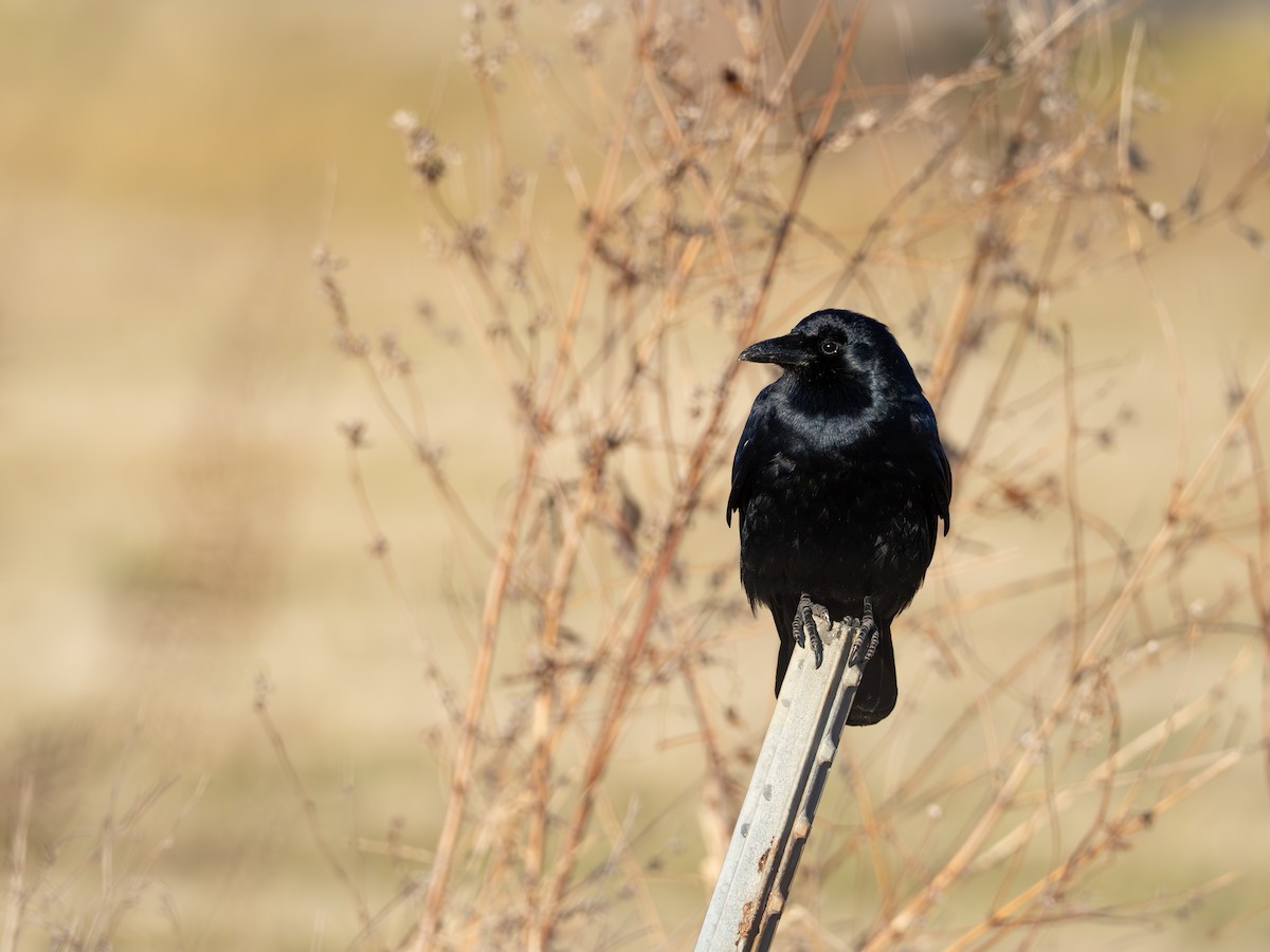 ウオガラス - ML647380815