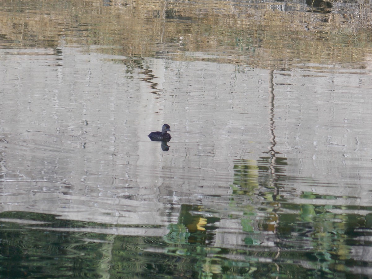 Least Grebe - ML647380829