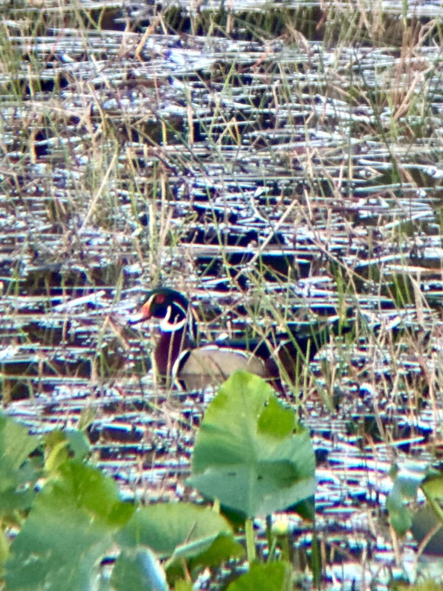 Canard branchu - ML647380831