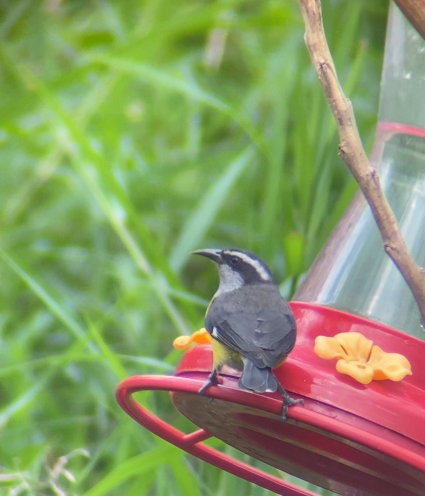 Sucrier à ventre jaune - ML647380850