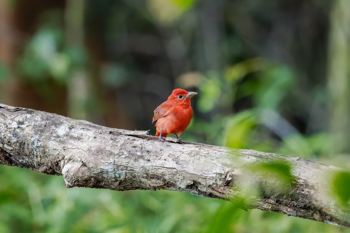 Summer Tanager - ML647380851