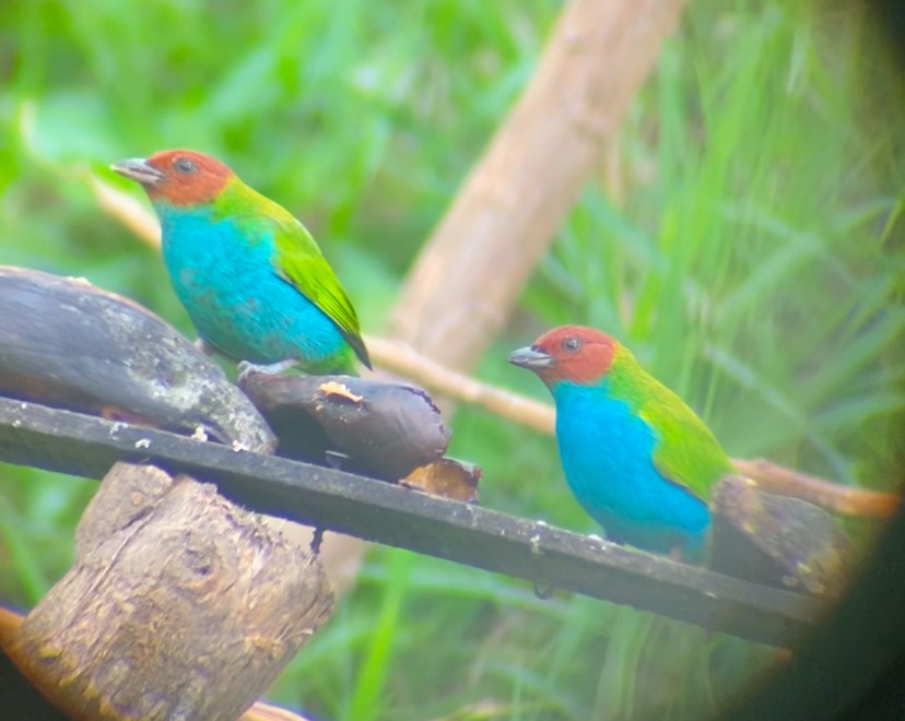 Calliste rouverdin - ML647380854