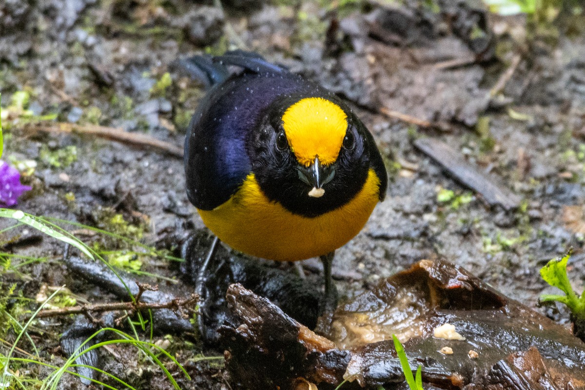 Kızıl Taçlı Öfonya - ML647380865