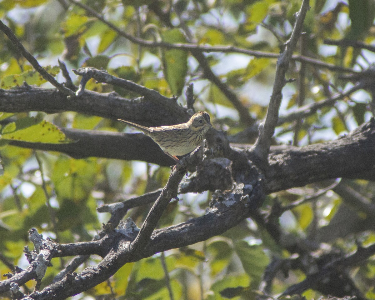 Lincoln's Sparrow - ML647380878