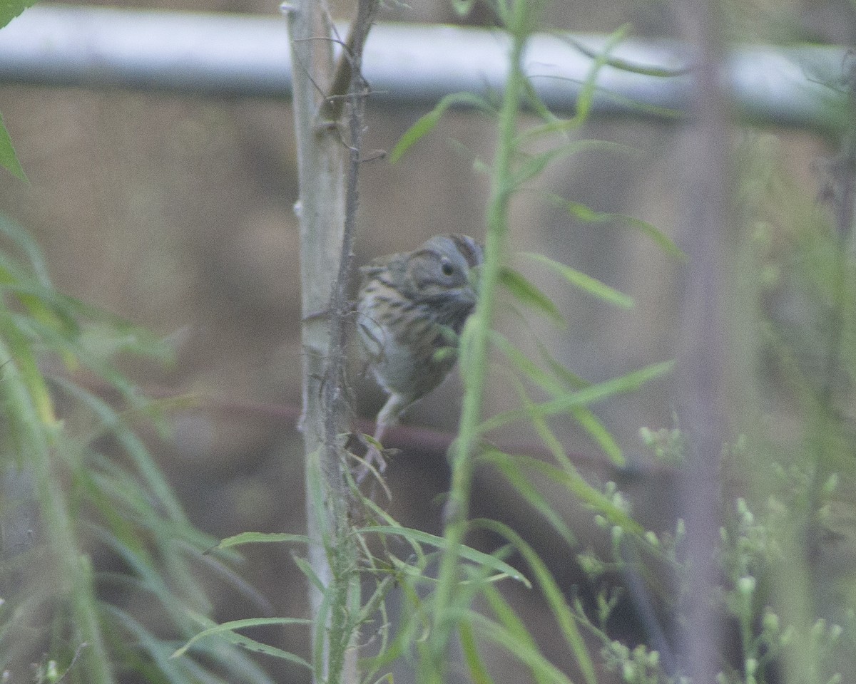Lincoln's Sparrow - ML647380879