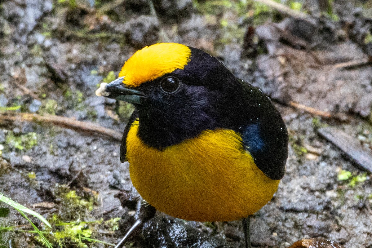 Kızıl Taçlı Öfonya - ML647380887