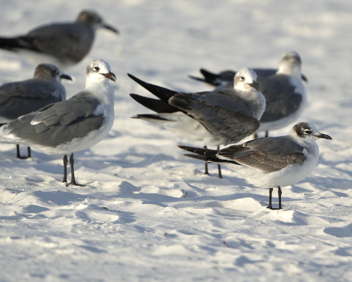 eBird Checklist - 22 Dec 2025 - Siesta Key Public Beach - 12 species
