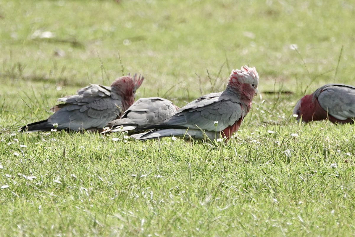 Galah - ML647380894
