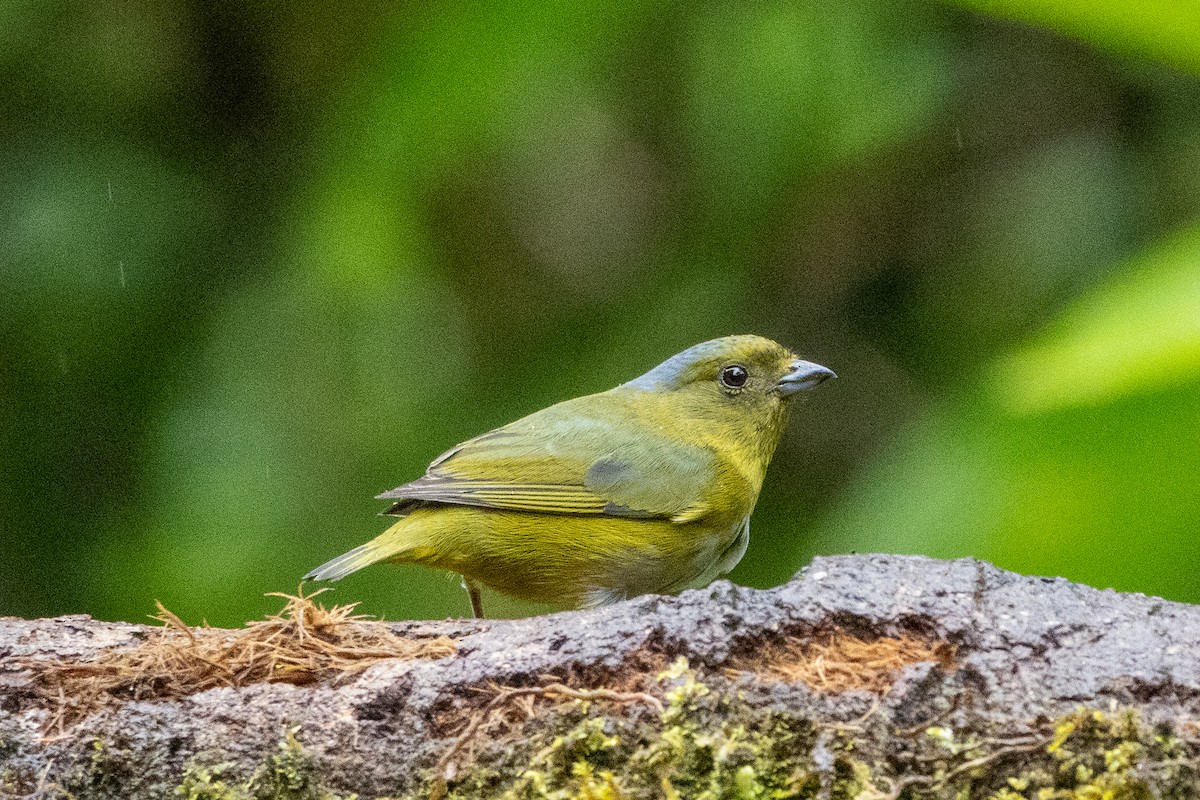 Yeşilimsi Öfonya - ML647380896