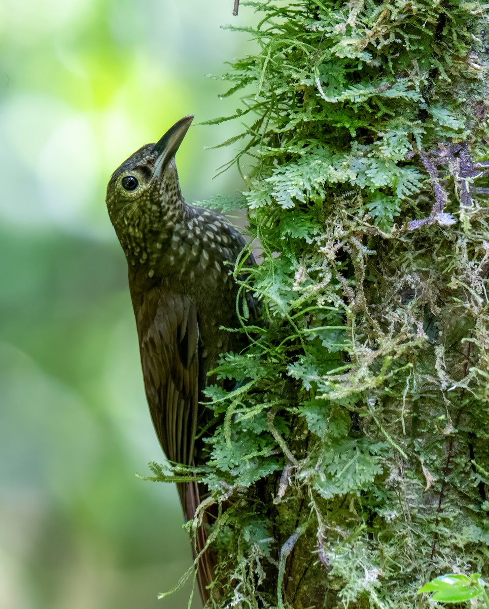Spotted Woodcreeper - ML647380899