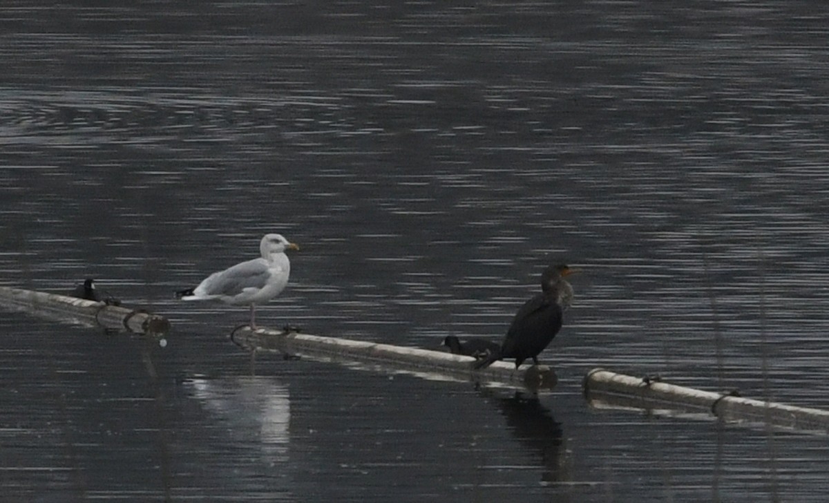 American Herring Gull - ML647380900