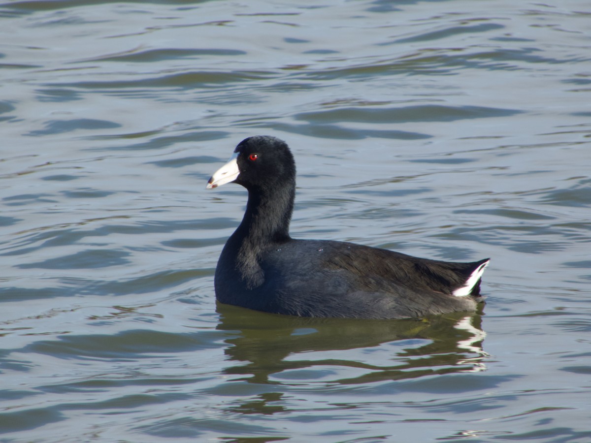 American Coot - ML647380903
