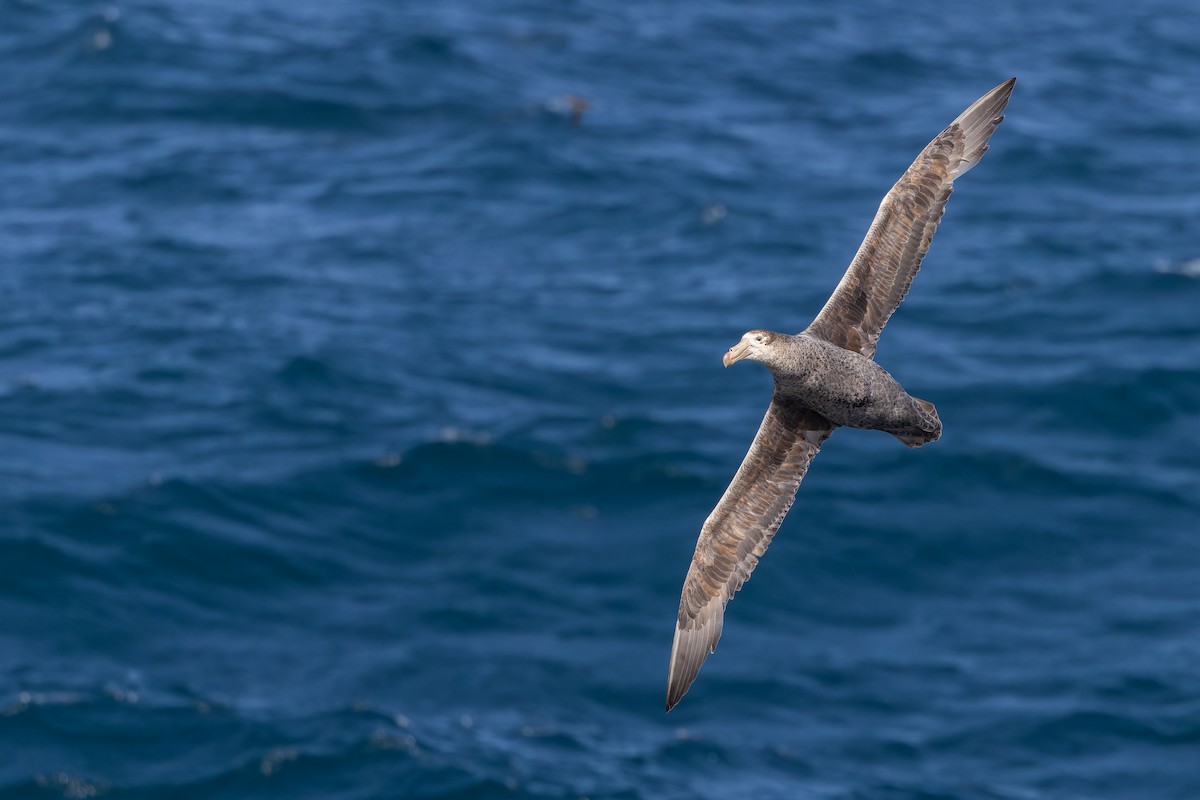 Northern Giant-Petrel - ML647380904