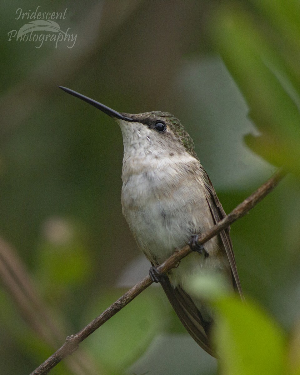 Ruby-throated Hummingbird - ML647380906