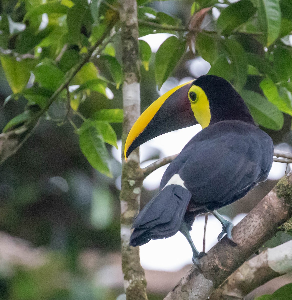 Yellow-throated Toucan - ML647380907