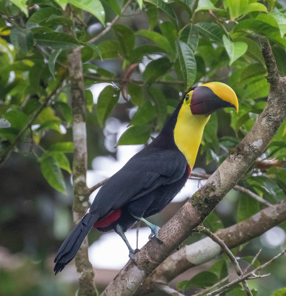 Yellow-throated Toucan - ML647380908