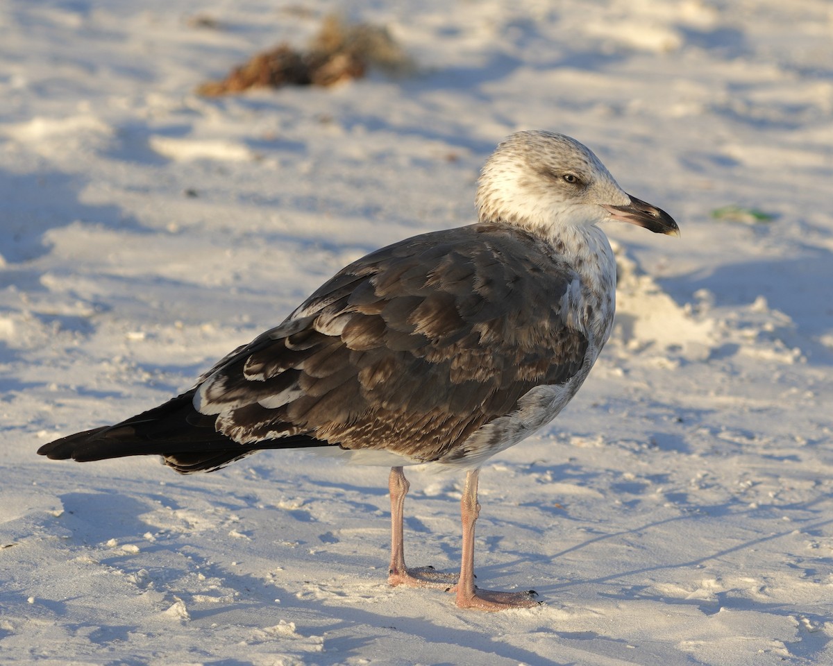 Lesser Black-backed Gull - ML647380909
