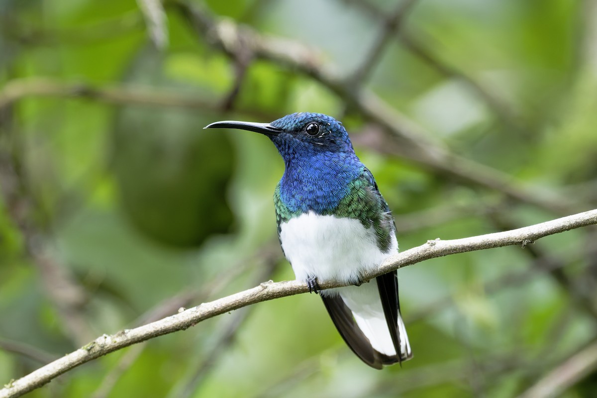 White-necked Jacobin - ML647380910