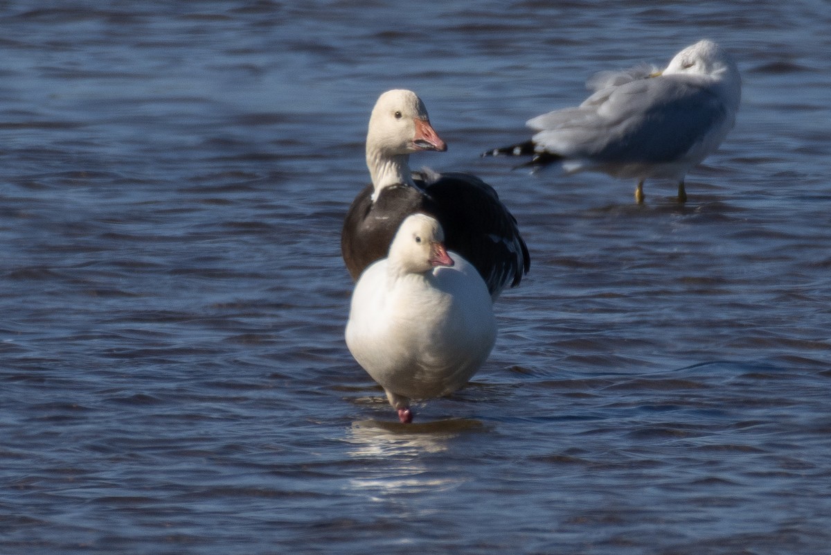 Ross's Goose - ML647380911