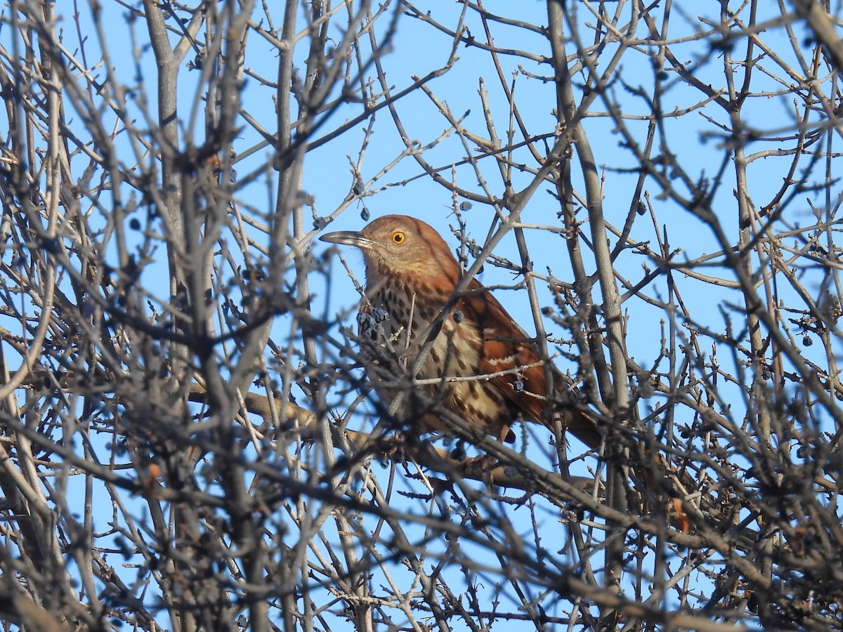 brunspottefugl - ML647380912