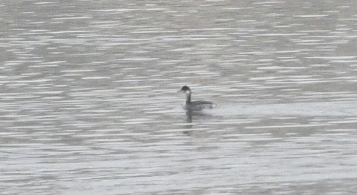 Eared Grebe - ML647380913