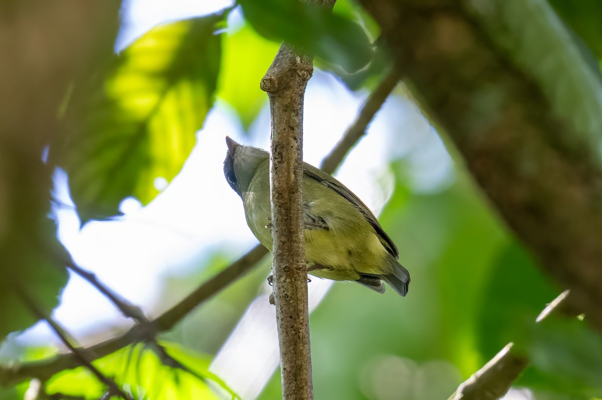 White-ruffed Manakin - ML647380914