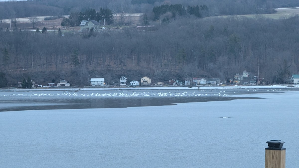 swan sp. - ML647380915