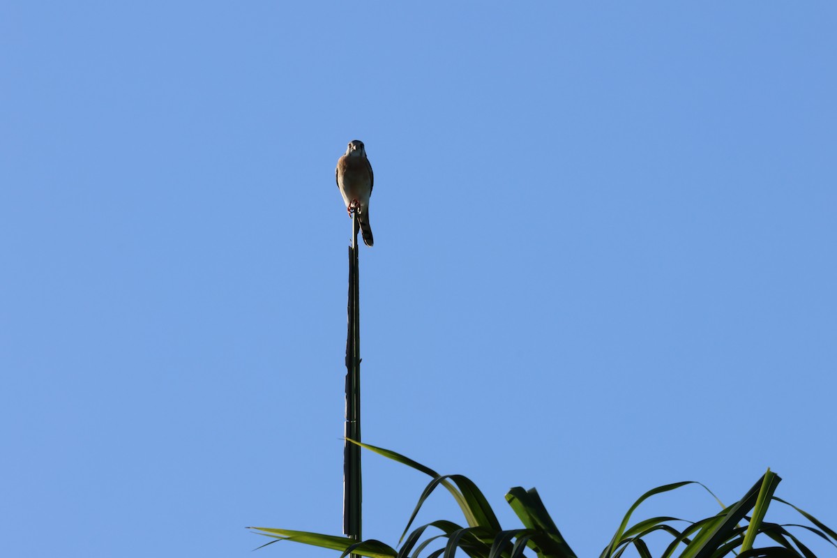American Kestrel - ML647380916